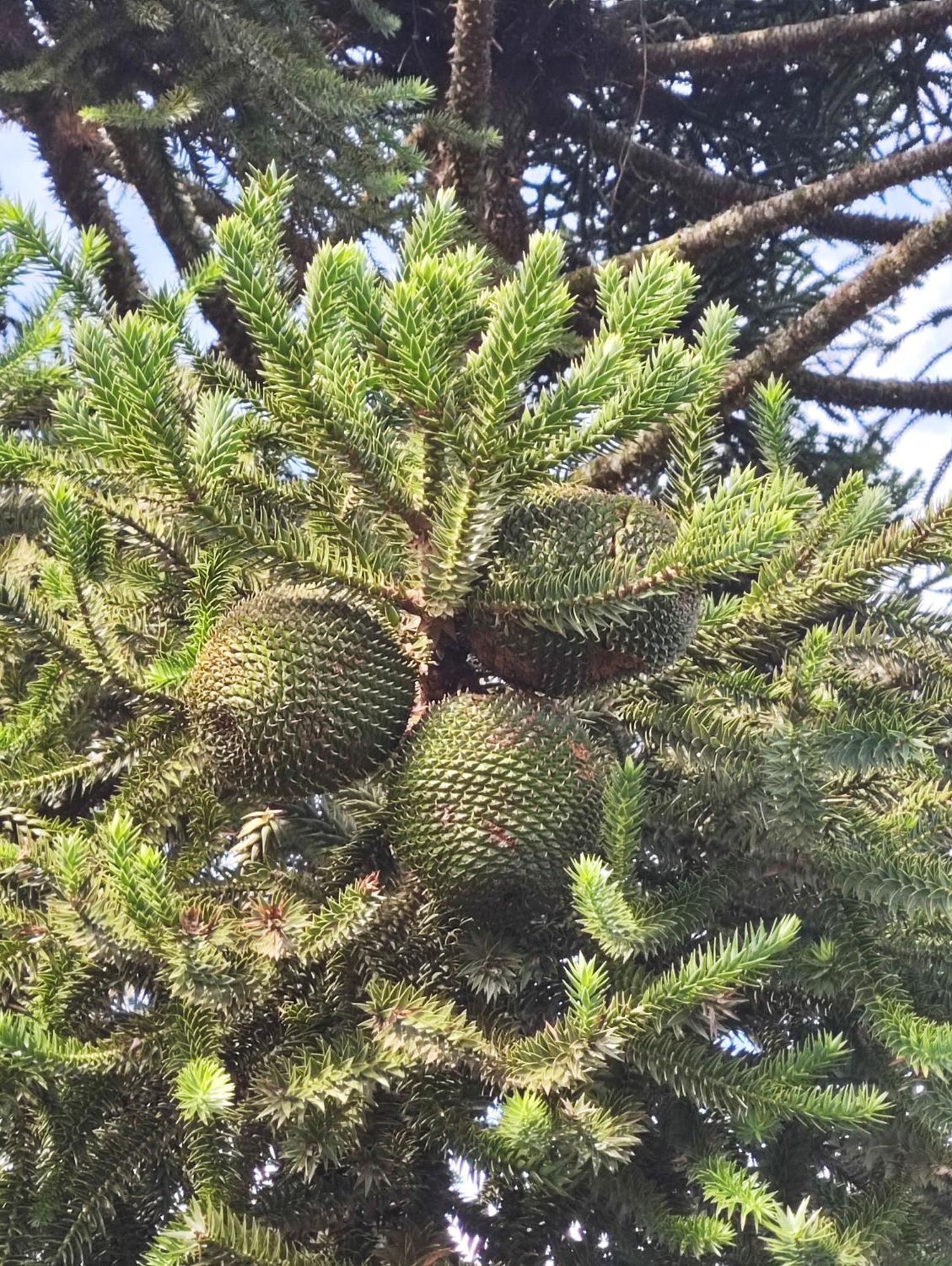 Appartamento Eco Kaza Urupema Esterno foto